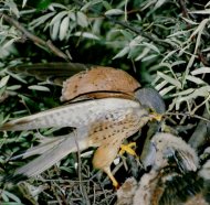 Vörös vércse Falco tinnunculus  (hím)
