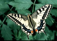 Fecskefarkú lepke Papilio machaon