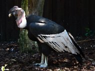 andesi kondor,(hím) Vultur gryphus