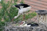 fehér gólya pár,(nyújtózkodás),Ciconia ciconia