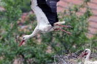 fehér gólya pár, (kotlás váltás),Ciconia ciconia
