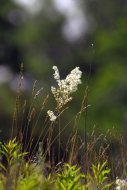 koloncos legyezőfű, Filipendula vulgaris
