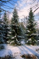 lucfenyves, Picea abies