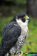 Vándorsólyom, Falco peregrinus