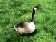 kanadai lúd, Branta canadensis