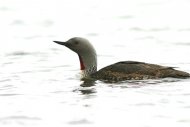 Északi búvár, Gavia stellata