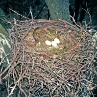fekete gólya fészekalj, Ciconia nigra