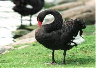 fekete hattyú, Cygnus atratus