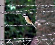 Álarcos gébics,Lanius nubicus