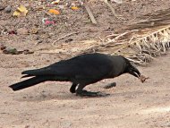 Indiai varjú, Corvus splendens