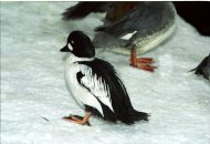 Kerceréce, Bucephala clangula