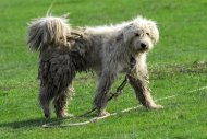 komondor 7