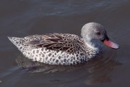 Márványos réce, Marmonetta angustirostris