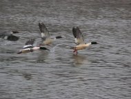 Nagy bukók, Mergus merganser
