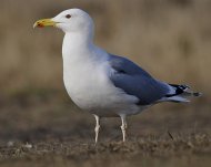 Ezüstsirály, Larus argentatus