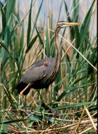 vörös gém, Ardea purpurea
